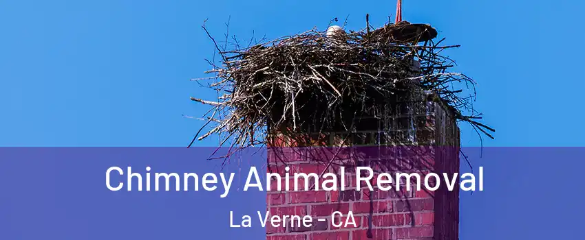  Chimney Animal Removal La Verne - CA