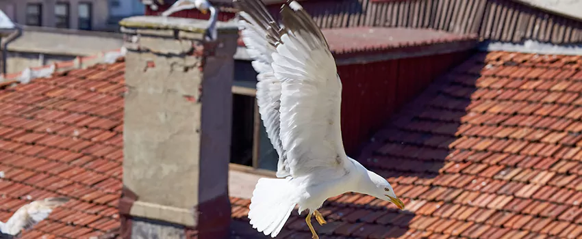 Residential Chimney Animal Removal Solution in La Verne, CA